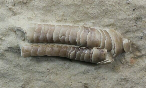 Rare Armored Worm (Lepidocoleus) - Haragan Formation #44384